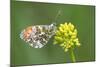 ]Orange tip butterfly resting on flower, Belgium-Bernard Castelein-Mounted Photographic Print