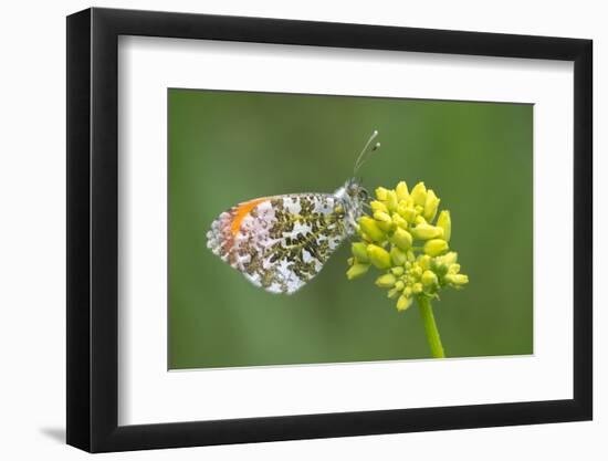 ]Orange tip butterfly resting on flower, Belgium-Bernard Castelein-Framed Photographic Print