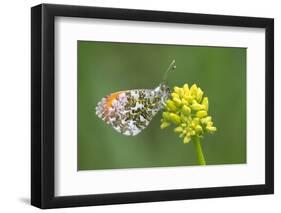 ]Orange tip butterfly resting on flower, Belgium-Bernard Castelein-Framed Photographic Print