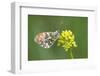 ]Orange tip butterfly resting on flower, Belgium-Bernard Castelein-Framed Photographic Print