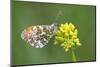 ]Orange tip butterfly resting on flower, Belgium-Bernard Castelein-Mounted Photographic Print