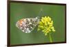 ]Orange tip butterfly resting on flower, Belgium-Bernard Castelein-Framed Photographic Print