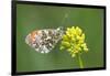 ]Orange tip butterfly resting on flower, Belgium-Bernard Castelein-Framed Photographic Print