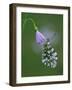 Orange tip butterfly roosting at dawn on Cuckooflower, UK-Andy Sands-Framed Photographic Print