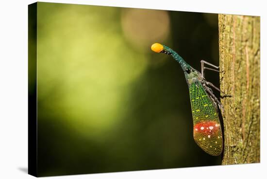 Orange-Tip Lantern Fly (Pyrops Intricata), Indonesia, Southeast Asia-John Alexander-Stretched Canvas