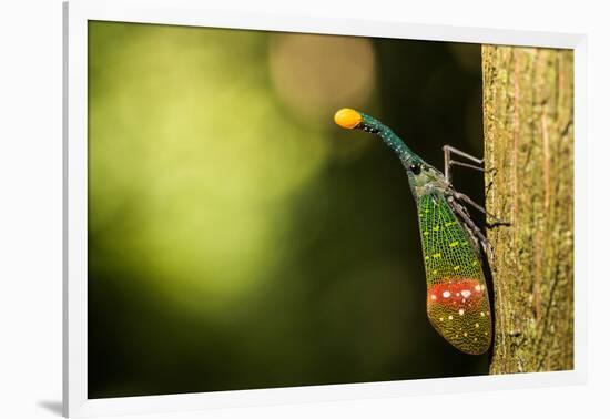 Orange-Tip Lantern Fly (Pyrops Intricata), Indonesia, Southeast Asia-John Alexander-Framed Photographic Print