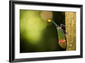 Orange-Tip Lantern Fly (Pyrops Intricata), Indonesia, Southeast Asia-John Alexander-Framed Photographic Print