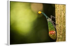 Orange-Tip Lantern Fly (Pyrops Intricata), Indonesia, Southeast Asia-John Alexander-Framed Photographic Print