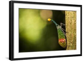 Orange-Tip Lantern Fly (Pyrops Intricata), Indonesia, Southeast Asia-John Alexander-Framed Photographic Print