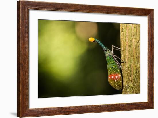 Orange-Tip Lantern Fly (Pyrops Intricata), Indonesia, Southeast Asia-John Alexander-Framed Photographic Print