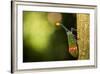 Orange-Tip Lantern Fly (Pyrops Intricata), Indonesia, Southeast Asia-John Alexander-Framed Photographic Print
