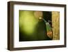 Orange-Tip Lantern Fly (Pyrops Intricata), Indonesia, Southeast Asia-John Alexander-Framed Photographic Print