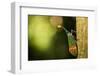 Orange-Tip Lantern Fly (Pyrops Intricata), Indonesia, Southeast Asia-John Alexander-Framed Photographic Print