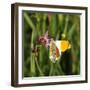 Orange Tip, Male, Cuckoo Flower, Ingestion-Harald Kroiss-Framed Premium Photographic Print