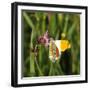 Orange Tip, Male, Cuckoo Flower, Ingestion-Harald Kroiss-Framed Premium Photographic Print