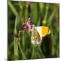 Orange Tip, Male, Cuckoo Flower, Ingestion-Harald Kroiss-Mounted Premium Photographic Print