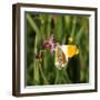 Orange Tip, Male, Cuckoo Flower, Ingestion-Harald Kroiss-Framed Photographic Print