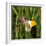 Orange Tip, Male, Cuckoo Flower, Ingestion-Harald Kroiss-Framed Photographic Print