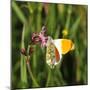 Orange Tip, Male, Cuckoo Flower, Ingestion-Harald Kroiss-Mounted Photographic Print