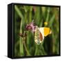 Orange Tip, Male, Cuckoo Flower, Ingestion-Harald Kroiss-Framed Stretched Canvas