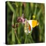 Orange Tip, Male, Cuckoo Flower, Ingestion-Harald Kroiss-Stretched Canvas