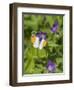 Orange-tip male feeding from Wood Cranesbill, Finland, June-Jussi Murtosaari-Framed Photographic Print