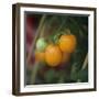 Orange Tomatoes on the Plant-Eising Studio - Food Photo and Video-Framed Photographic Print