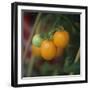 Orange Tomatoes on the Plant-Eising Studio - Food Photo and Video-Framed Photographic Print