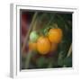 Orange Tomatoes on the Plant-Eising Studio - Food Photo and Video-Framed Photographic Print