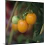 Orange Tomatoes on the Plant-Eising Studio - Food Photo and Video-Mounted Photographic Print