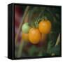 Orange Tomatoes on the Plant-Eising Studio - Food Photo and Video-Framed Stretched Canvas