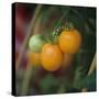 Orange Tomatoes on the Plant-Eising Studio - Food Photo and Video-Stretched Canvas