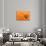 Orange Top-Steve Gadomski-Photographic Print displayed on a wall