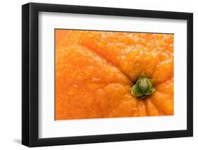 Orange Top-Steve Gadomski-Framed Photographic Print