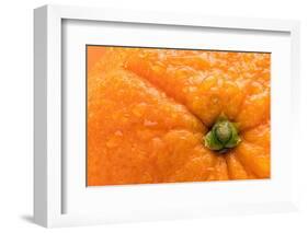 Orange Top-Steve Gadomski-Framed Photographic Print