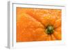 Orange Top-Steve Gadomski-Framed Photographic Print