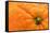 Orange Top-Steve Gadomski-Framed Stretched Canvas