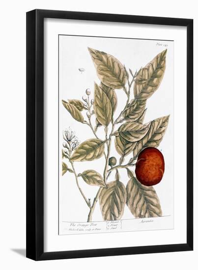 Orange Tree, 1735-Elizabeth Blackwell-Framed Giclee Print