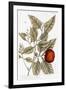 Orange Tree, 1735-Elizabeth Blackwell-Framed Giclee Print