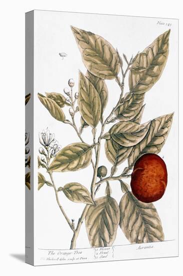 Orange Tree, 1735-Elizabeth Blackwell-Stretched Canvas