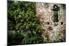 Orange Tree at a Ruin-George Oze-Mounted Photographic Print