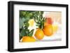 Orange Tree, Branch with Fruits, Citrus Mitis Calamondin-Sweet Ink-Framed Photographic Print