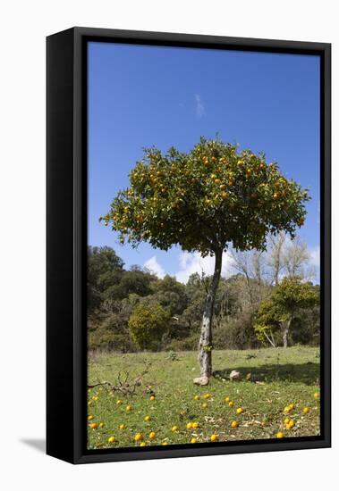 Orange Tree, Near Linares De La Sierra, Andalucia, Spain, Europe-Stuart Black-Framed Stretched Canvas