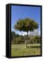 Orange Tree, Near Linares De La Sierra, Andalucia, Spain, Europe-Stuart Black-Framed Stretched Canvas