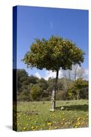 Orange Tree, Near Linares De La Sierra, Andalucia, Spain, Europe-Stuart Black-Stretched Canvas