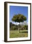 Orange Tree, Near Linares De La Sierra, Andalucia, Spain, Europe-Stuart Black-Framed Photographic Print