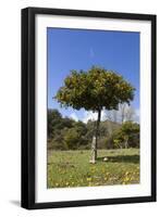 Orange Tree, Near Linares De La Sierra, Andalucia, Spain, Europe-Stuart Black-Framed Photographic Print