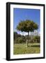 Orange Tree, Near Linares De La Sierra, Andalucia, Spain, Europe-Stuart Black-Framed Photographic Print