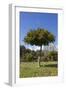 Orange Tree, Near Linares De La Sierra, Andalucia, Spain, Europe-Stuart Black-Framed Photographic Print