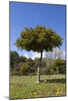 Orange Tree, Near Linares De La Sierra, Andalucia, Spain, Europe-Stuart Black-Mounted Photographic Print
